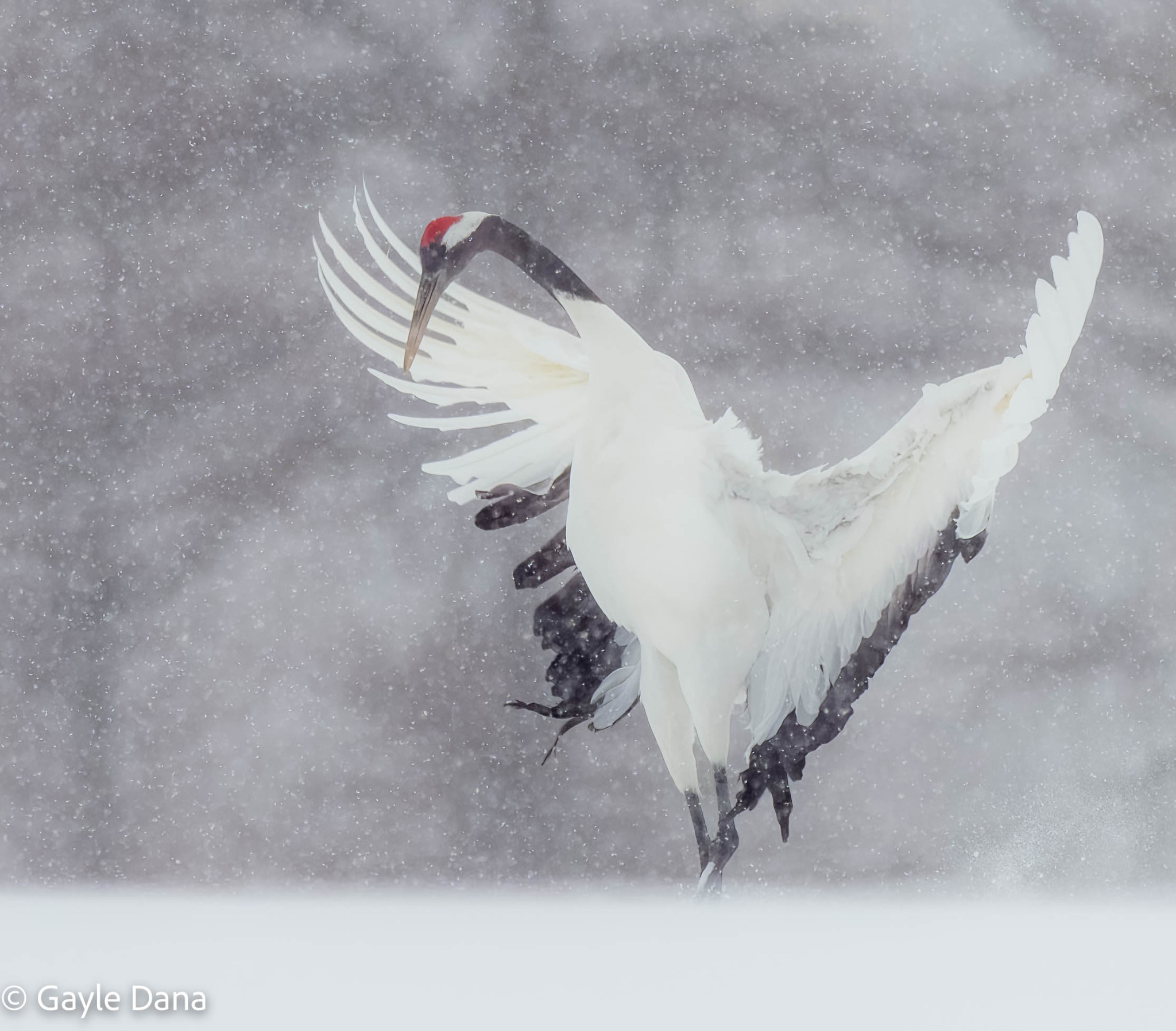 Japanese Red Crowned Cranes